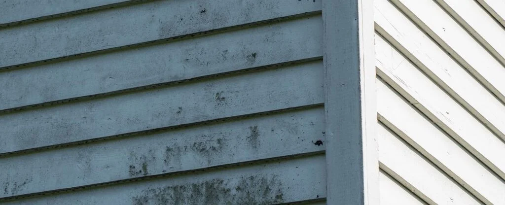 mould on plywood infestation