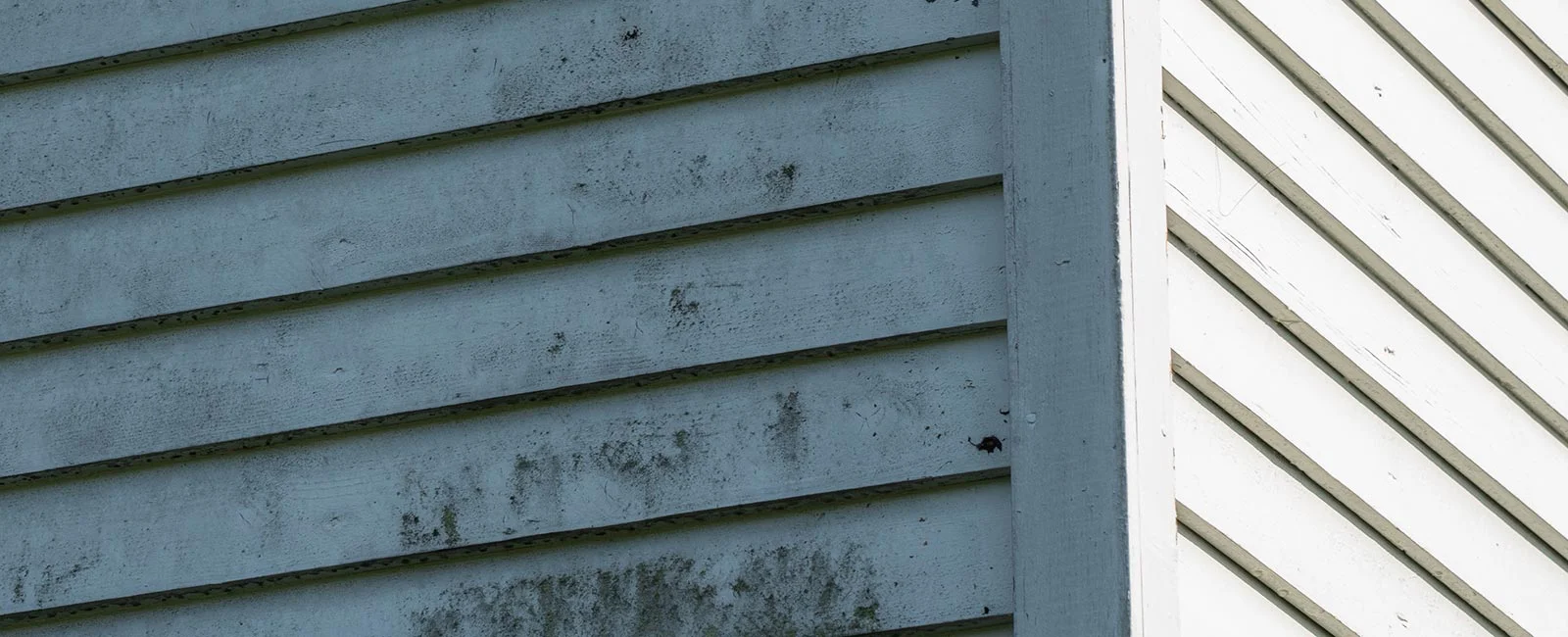 mould on plywood infestation