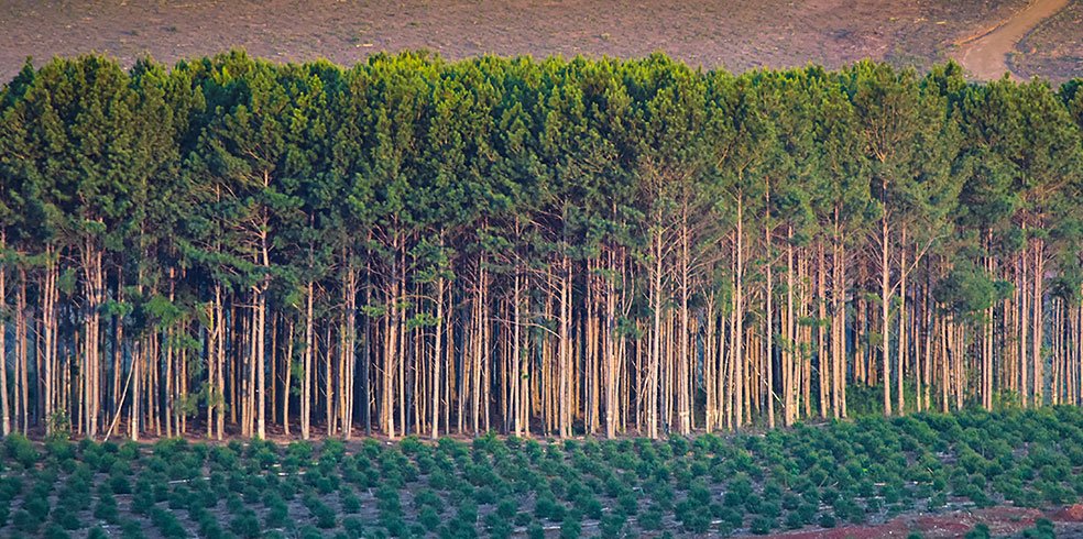sustainable plywood source