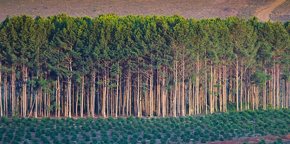 sustainable plywood source
